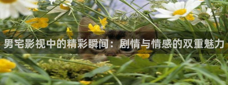 人人影视app免费观看：男宅影视中的精彩瞬间：剧情与情感的双重魅力
